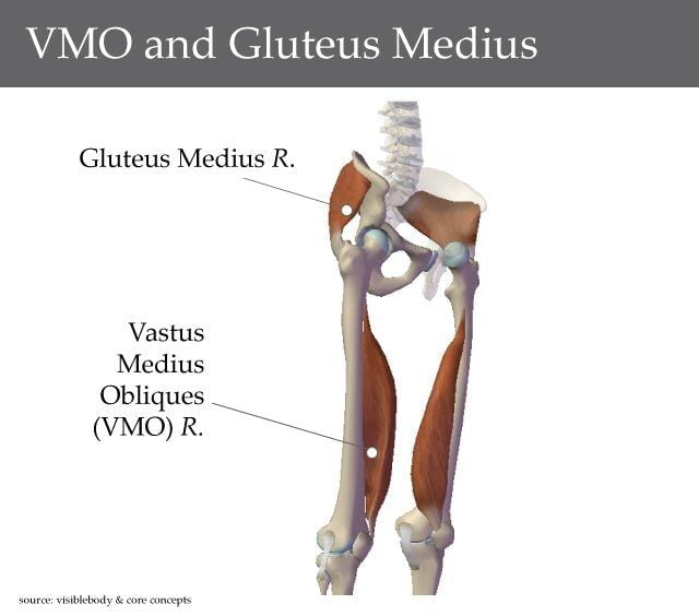 VMO and Glutues Medius