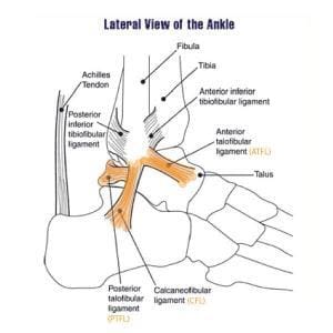 Lateral View of Ankle