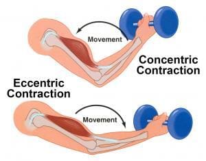 Eccentric Contractions for Positive Muscle Growth