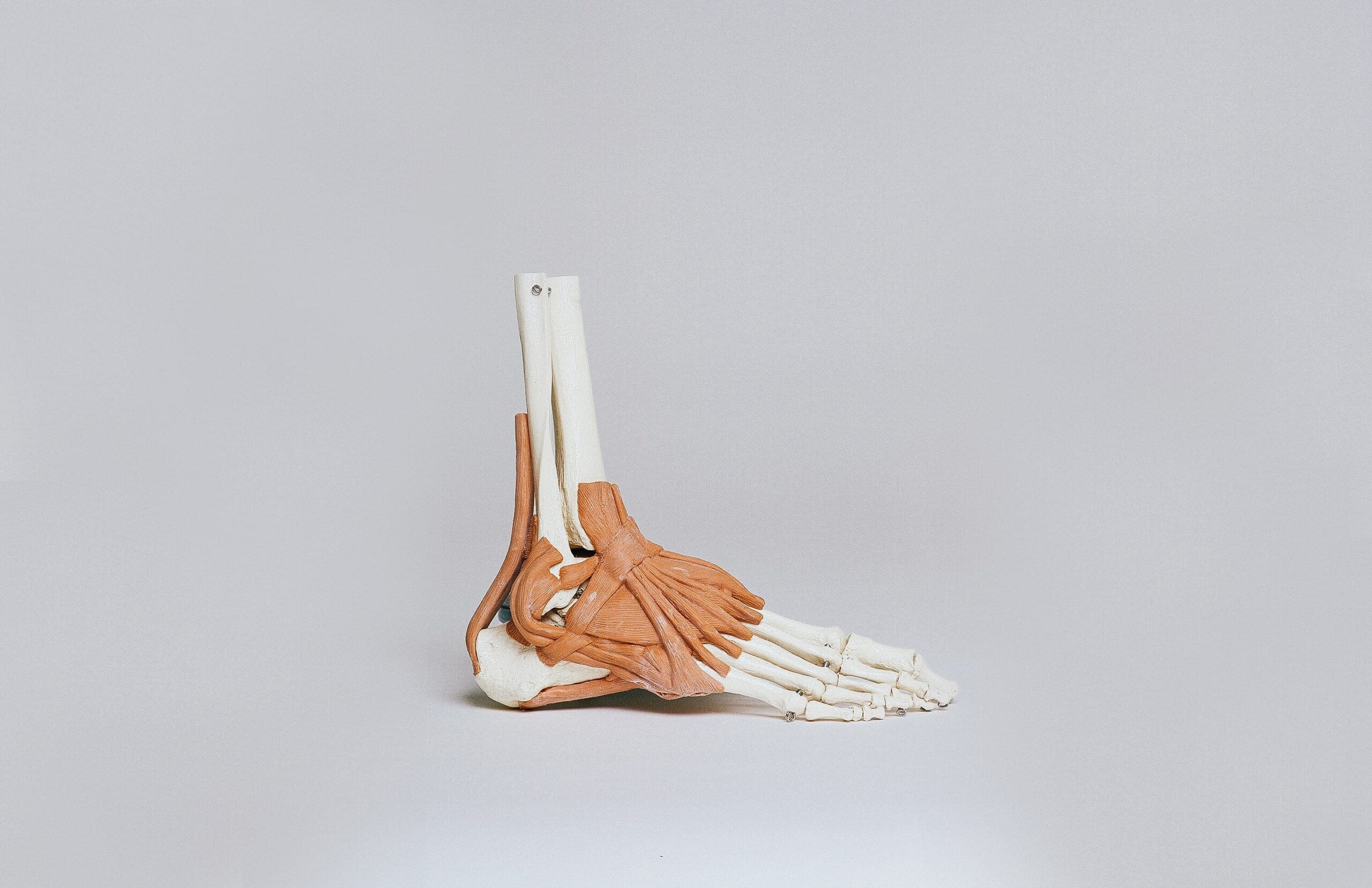 ankle sprains (Ankle musculoskeletal model)